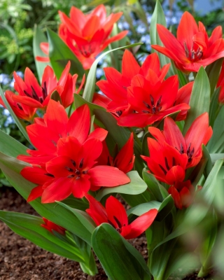 Tulipa Tubergen의 다양성 - Tulip Tubergen의 다양성 - 5 개의 알뿌리 - Tulipa Tubergen's Variety