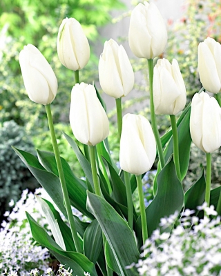 Tulipano bianco - confezione grande! - 50 pezzi - 