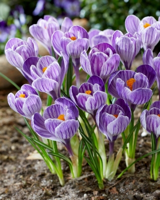 Sáfrány King of the Striped - csomag 10 darab - Crocus King of the Striped