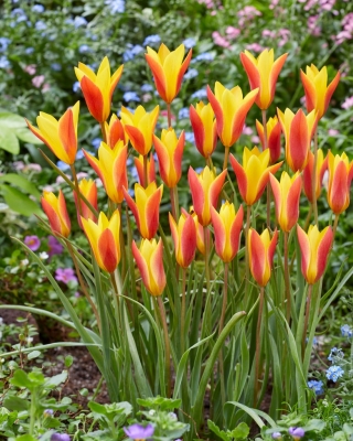 Тулипа Цхрисантха - Тулип Цхрисантха - 5 луков - Tulipa Chrysantha