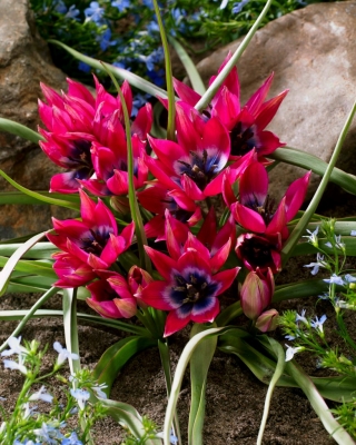 Tulipa Little Beauty - 튤립 리틀 뷰티 - 5 알뿌리