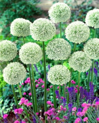 غلیظ Allium White - لامپ / غده / ریشه - Allium White Giant