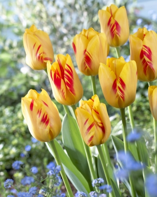Tulip Olympic Flame - 5 buah - 