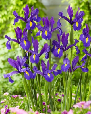 "Discovery Purple" holländsk iris - stort paket! - 100 lökar