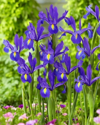 Iris hollandais "Decouverte" - grand paquet ! - 100 bulbes