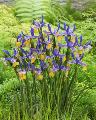 "Miss Saigon" Dutch iris - 10 bulbs