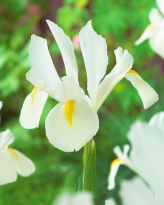 Iris olandese "White van Vliet" - confezione grande! - 100 bulbi