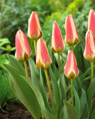 Lado del tulipán - 5 piezas