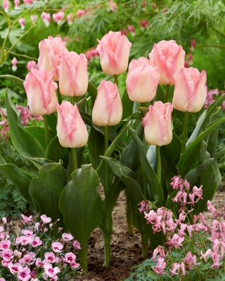 Tulipán rózsaszín álom - 5 db.