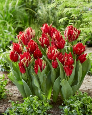 Tulip Red Spider - large pack! - 50 pcs