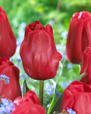 Idole tulipe - 5 pcs