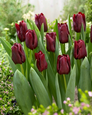 Tulip Mascara - 5 Stück