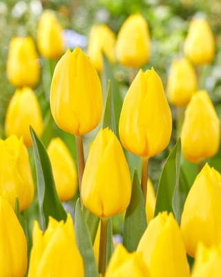 Tulip Strong Gold - 5 stk.