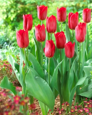 Tulip Strong Love - 5 vnt.