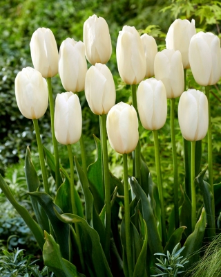 Tulip Catharina - 5 piezas