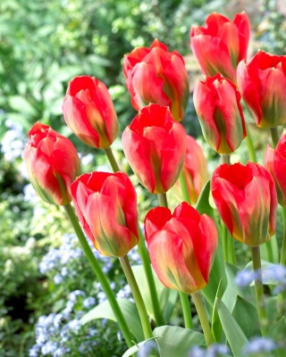 Tulpe Rotalarm - 5 Stück