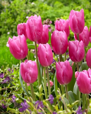 Tulip Jumbo Pink - 5 vnt.