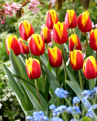 Tulip Andre Citroen - confezione grande! - 50 pezzi