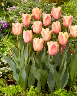 Tulip Apricot Foxx - embalagem grande! - 50 pcs.