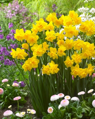 Golden Delicious daffodil - 5 pcs
