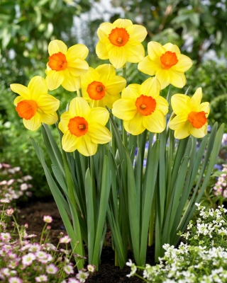Monal daffodil - 5 pcs