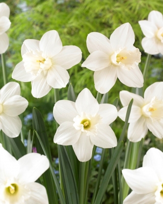 Watch Up daffodil - 5 pcs