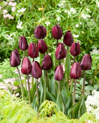 Tulipán fekete bab - 5 db.