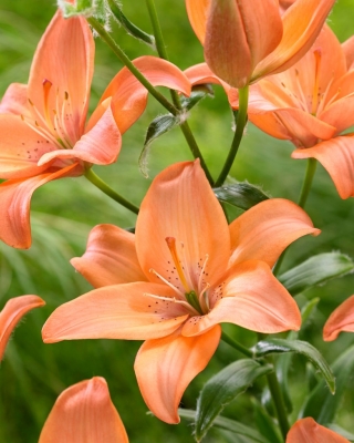 Easy Beat lily - pollen-free, perfect for the vase!