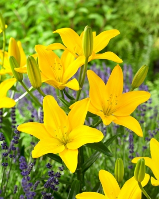 Lily - Easy Sun - pollenfrei, perfekt für die Vase! - große Packung! - 10 Stück