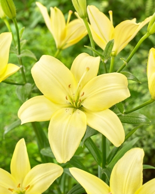 Lily - Easy Vanilla - pollenmentes, tökéletes a vázába! - nagy csomag! - 10 db.