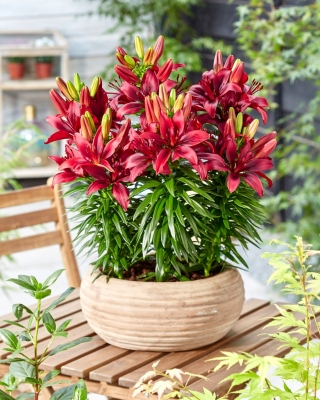 Happy Love miniature pot lily