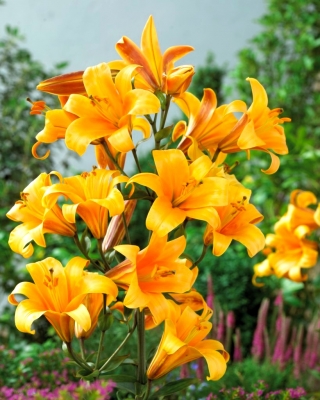 Orange Planet trumpet lily