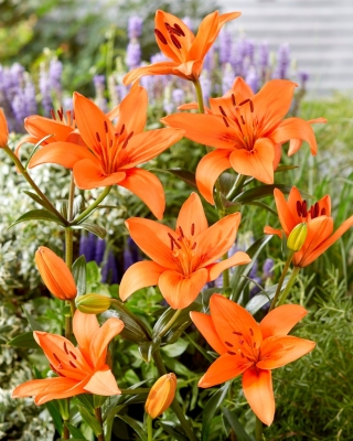 Lily - Orange sommer