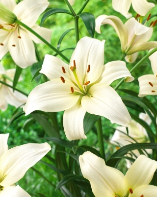 Lily - perleťově bílá
