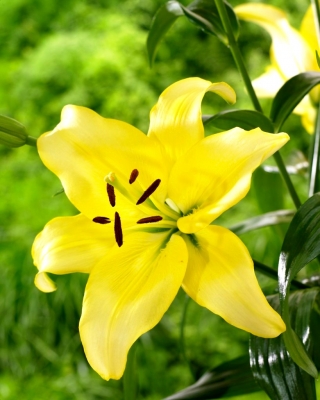 Lily - žlutá síla