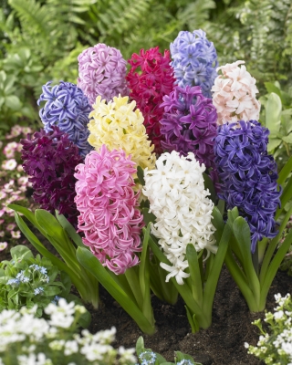 Hyacinth – colour selection – large pack! – 30 pcs