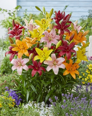 Lily - seleção de 5 bulbos de flores - 