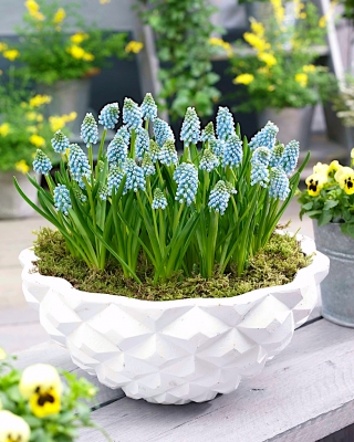 Hroznová hyacint Aqua Magic - veľké balenie! - 100 ks.