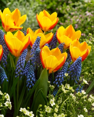 "Primeira Primavera" - 75 bulbos de jacinto de uva e tulipa - composição de 2 variedades intrigantes