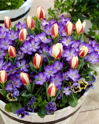 "Spring Prop" - 75 луковиц крокусов и тюльпанов - композиция из 2-х интригующих сортов. - 