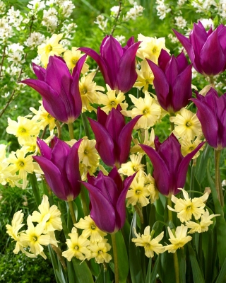 "Vårfarger" - 50 påskeliljer og tulipanløker - sammensetning av 2 spennende varianter