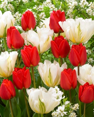 «Spring Creation» - 50 луковиц тюльпанов - композиция из 2-х сортов. - 