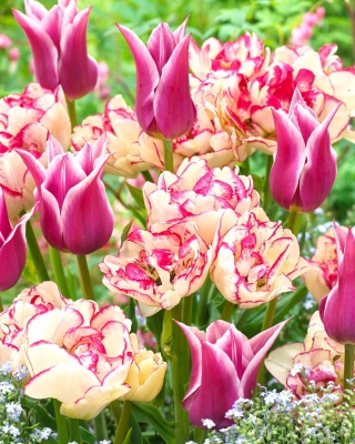 "Spring Song" - 50 bulbes de tulipes - composition de 2 varietes
