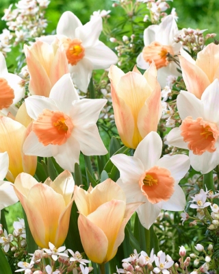 "Lengsel etter våren" - 50 påskeliljer og tulipanløker - sammensetning av 2 spennende varianter