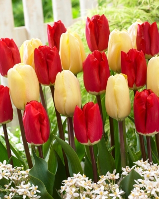 "The Color of Imagination" - 50 tulpenbollen - samenstelling van 2 soorten - 