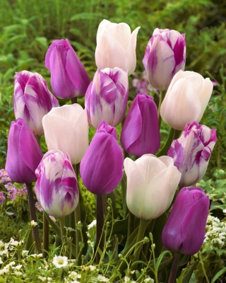 Bulbi di tulipani - set di 3 varietà - Don Quichotte, White Dream e Flaming Flag - 45 pz