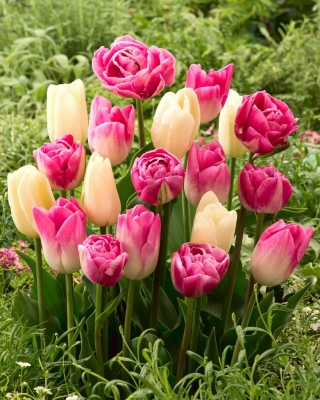 Bulbes de tulipes - lot de 3 varietes - Creme Flag, Dynasty et Vogue - 45 pcs