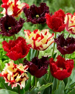 Tulpenbollen - set van 3 soorten - Labrador, Flaming Parrot en Barbados - 45 stuks - 