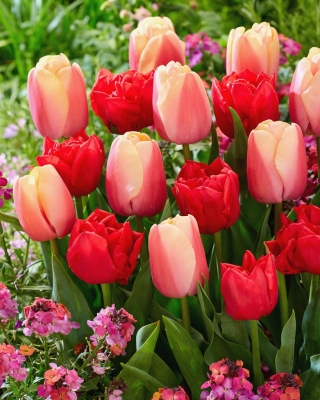 Bulbos de tulipán - juego de 2 variedades - Abba y Beau Monde - 50 piezas