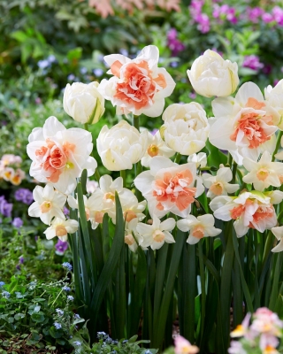 "Spring Parade" - 45 påskeliljer og tulipanløg - sammensætning af 3 spændende sorter
